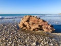 Sea sponge on beach Royalty Free Stock Photo
