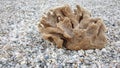 Sea sponge on a pebble beach Royalty Free Stock Photo