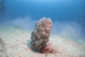 Sea sponge in sea sand floor underwater at scuba dive explore travel activity with beautiful blue sea background landscape in Royalty Free Stock Photo