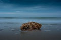 Sea Sponge Washed Up on Beach Royalty Free Stock Photo