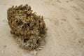 Sea sponge on the beach Royalty Free Stock Photo