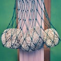 Sea sponges in a fishing net, close-up Royalty Free Stock Photo