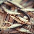 Sea sprat small fish close up on a newspaper, selective focus. Royalty Free Stock Photo