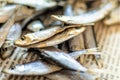 Sea sprat small fish close up on a newspaper, selective focus. Royalty Free Stock Photo