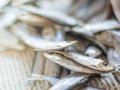 Sea sprat small fish close up on a newspaper, selective focus. Royalty Free Stock Photo