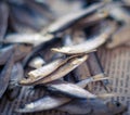 Sea sprat small fish close up on a newspaper, selective focus. Royalty Free Stock Photo
