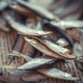 Sea sprat small fish close up on a newspaper, selective focus Royalty Free Stock Photo