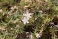 Sea Spurrey, Spergularia rupicola Royalty Free Stock Photo