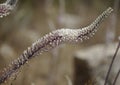 Sea squill flower spike close up