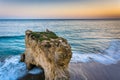 Sea stack and waves in the Pacific Ocean at sunset, seen from a Royalty Free Stock Photo