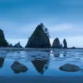 Sea stacks and reflections on sandy beach. Shoreline of Pacific Ocean. Olympic Peninsula. Shi Shi Beach, Washington state USA. Royalty Free Stock Photo