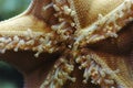 Sea Star Royalty Free Stock Photo