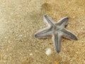 Sea star, Astropecten Bispinosus on Tarkarli beach, Malvan Royalty Free Stock Photo