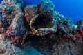 Sea star attacking urchin