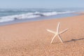 Sea star on the beach. Beautiful seascape of sand beach, sea star, blue ocean on background. Copy space for text, relaxation Royalty Free Stock Photo