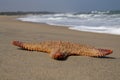 Sea star on the beach, Mamalapuram, South India