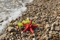 Sea star on a beach Royalty Free Stock Photo