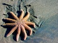 Sea star on black sand