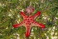 Sea star and brown shell Royalty Free Stock Photo