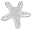 Sea star. Coloring book for children and adults. Beautiful drawings with patterns and small details