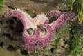 Sea star consuming mussels