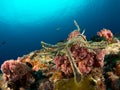 sea star coral reef Royalty Free Stock Photo