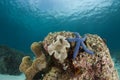 Sea Star and Coralhead Landscape Royalty Free Stock Photo