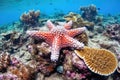 sea star crawling on a dying coral reef Royalty Free Stock Photo