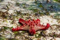 Sea star fish Royalty Free Stock Photo