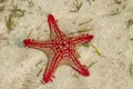 Sea star fish Royalty Free Stock Photo