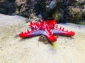 Sea Star Fish