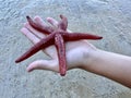 Sea star in the hands of a man. Sea animal, red inhabitant of the sea. There is a starfish in the palm of your hand