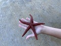 Sea star in the hands of a man. Sea animal, red inhabitant of the sea. There is a starfish in the palm of your hand