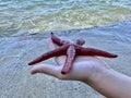 Sea star in the hands of a man. Sea animal, red inhabitant of the sea. There is a starfish in the palm of your hand