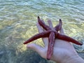 Sea star in the hands of a man. Sea animal, red inhabitant of the sea. There is a starfish in the palm of your hand