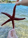 Sea star in the hands of a man. Sea animal, red inhabitant of the sea. There is a starfish in the palm of your hand