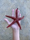 Sea star in the hands of a man. Sea animal, red inhabitant of the sea. There is a starfish in the palm of your hand