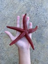 Sea star in the hands of a man. Sea animal, red inhabitant of the sea. There is a starfish in the palm of your hand