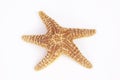 Sea star isolated