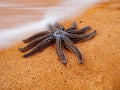 Sea star in the mist on the beach Royalty Free Stock Photo