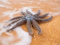 Sea star in the mist on the beach Royalty Free Stock Photo