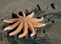 Sea star on New Zealand beach