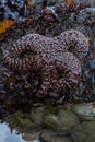 Sea Star Over Small Tidepool Royalty Free Stock Photo