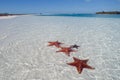 Sea star on the paradise beach - 2