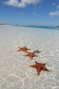 Sea star on the paradise beach