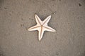 Sea star on sandy beach Royalty Free Stock Photo