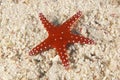 Sea star on a sandy seabed