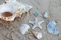 Seastar and Sea Shells laying on top of the sand at the beach Royalty Free Stock Photo