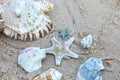 Sea star and Sea Shells on the sand Royalty Free Stock Photo