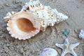 Sea star and Sea Shells laying on top of the sand at the beach Royalty Free Stock Photo